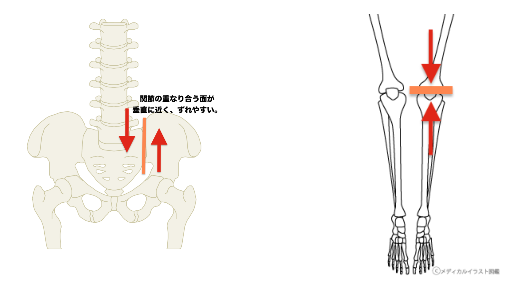 仙腸関節と膝関節