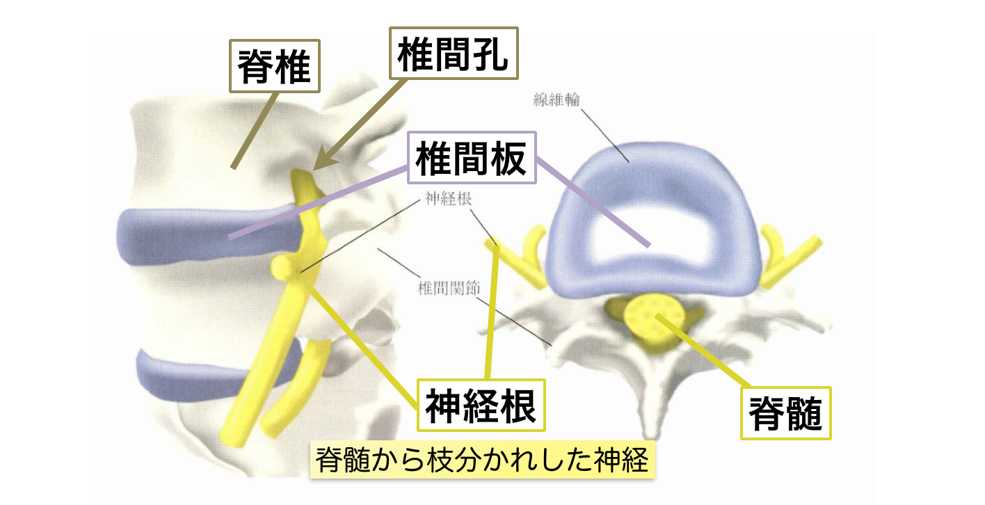 脊椎・椎間板・脊髄・神経根