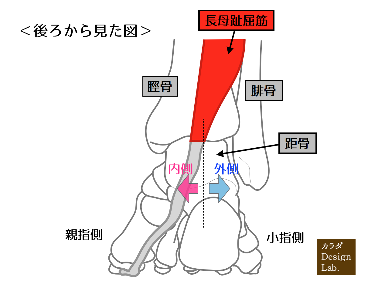 長母趾屈筋と距骨の動き
