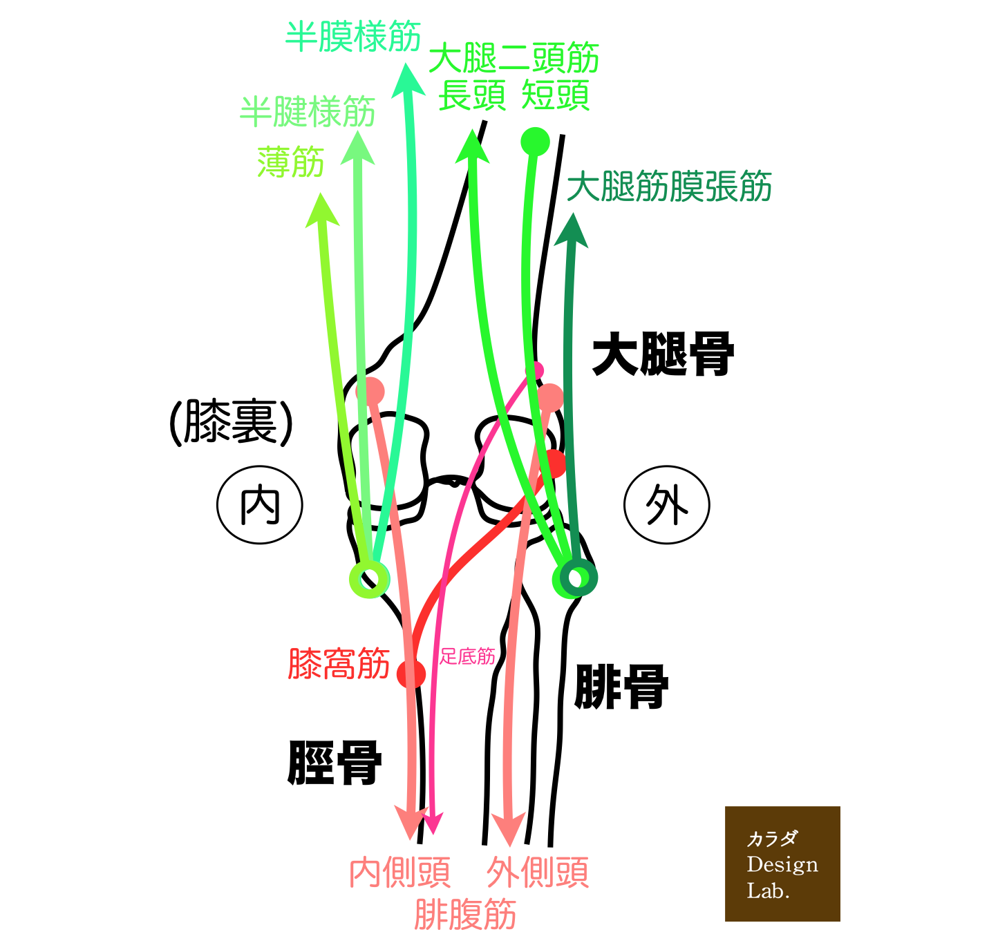 膝裏の筋肉の構造