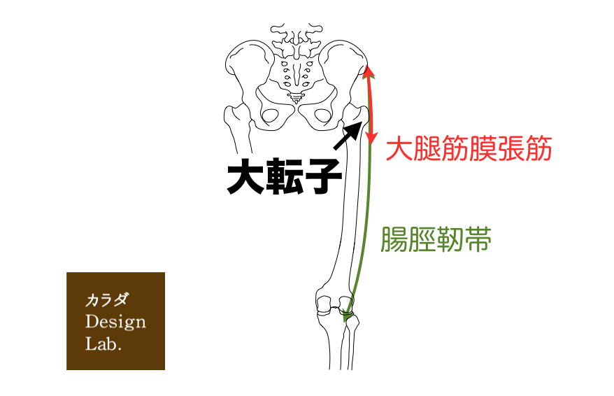 「大腿筋膜張筋　大転子　上前腸骨棘」の画像検索結果