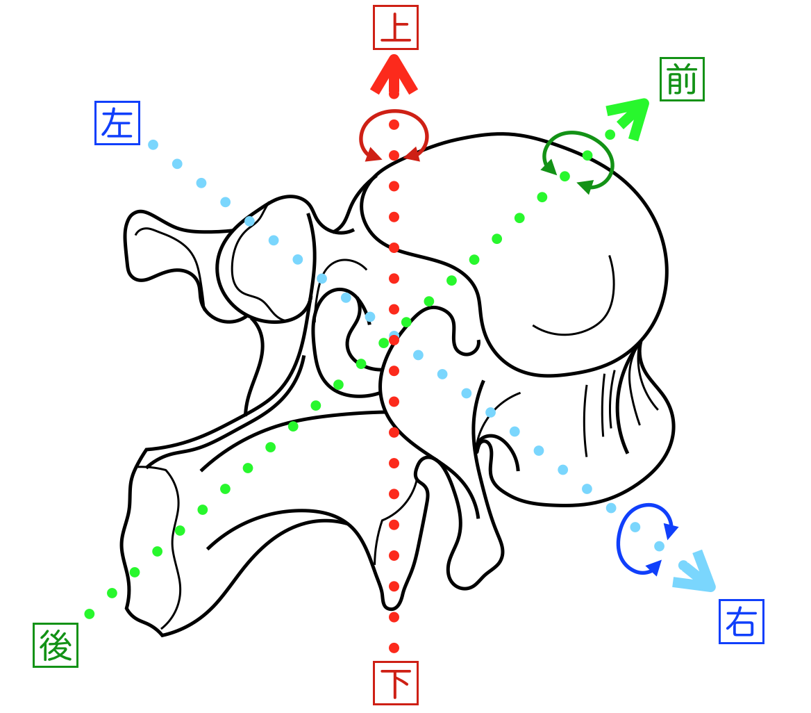 側弯症：整体を通して整えるべき背骨の構造